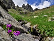 37 Primula hirsuta (Primula irsuta) con Valletto